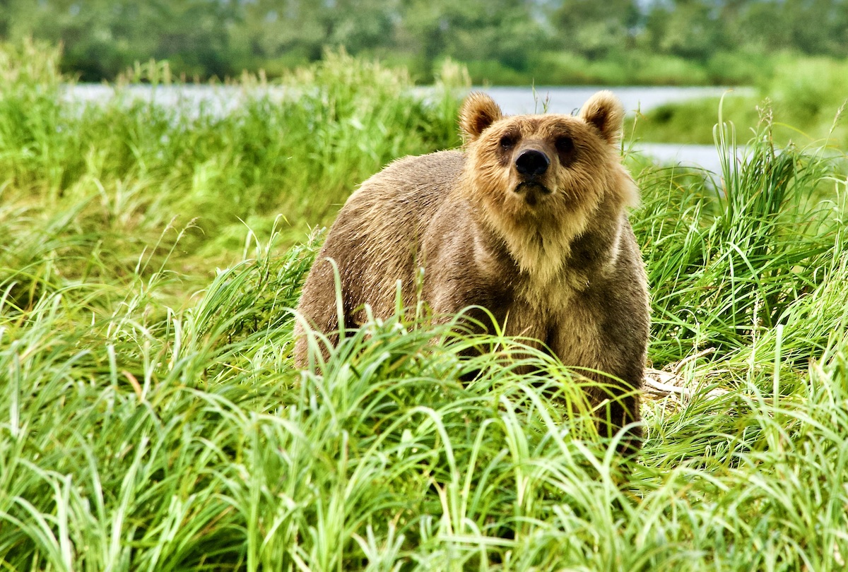 brown bear sniffing wind