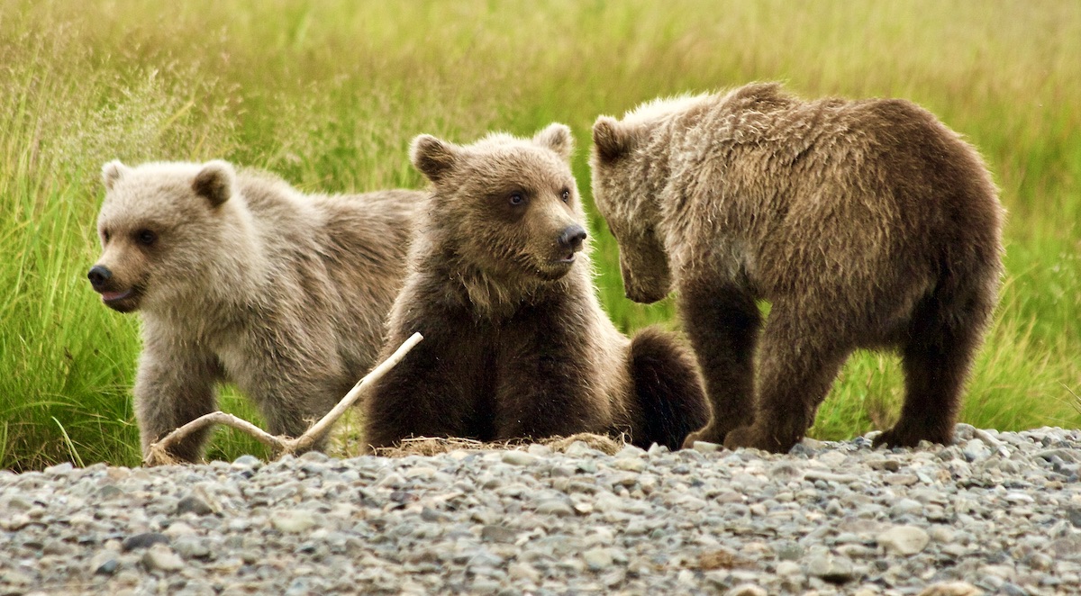 three brown bear cubs