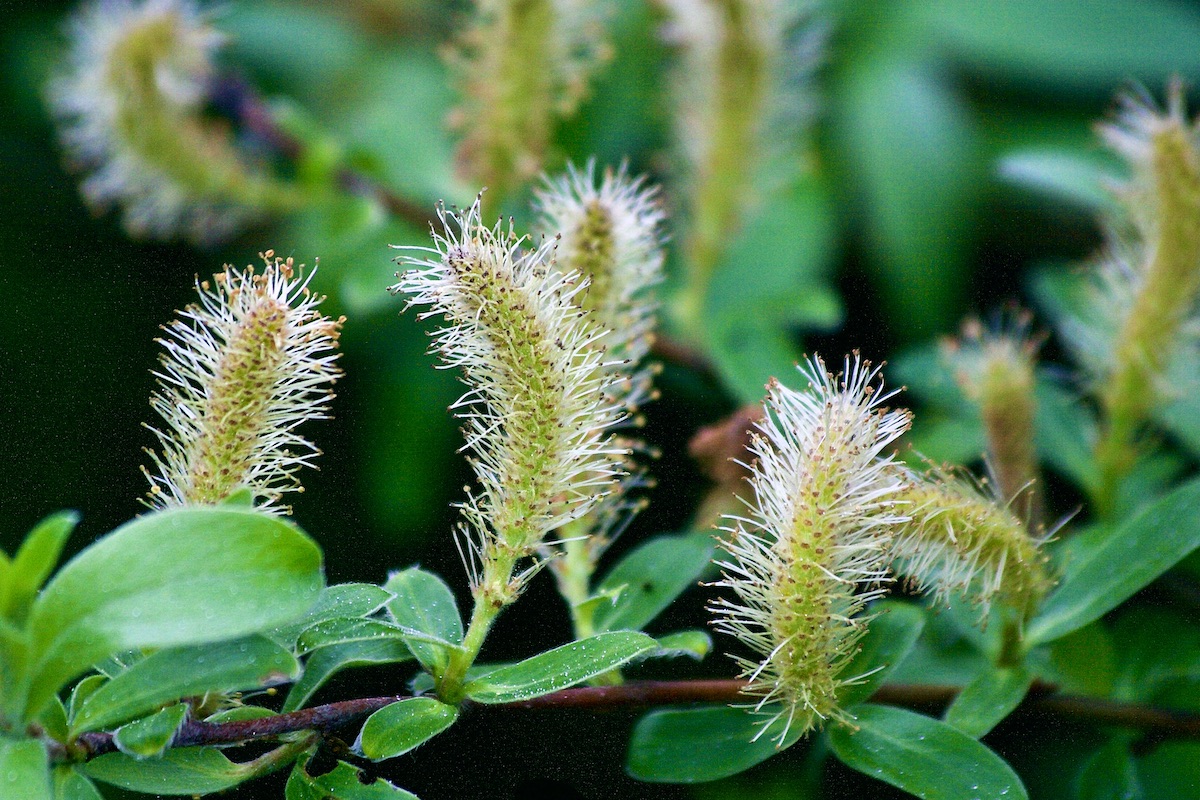 willow catkins