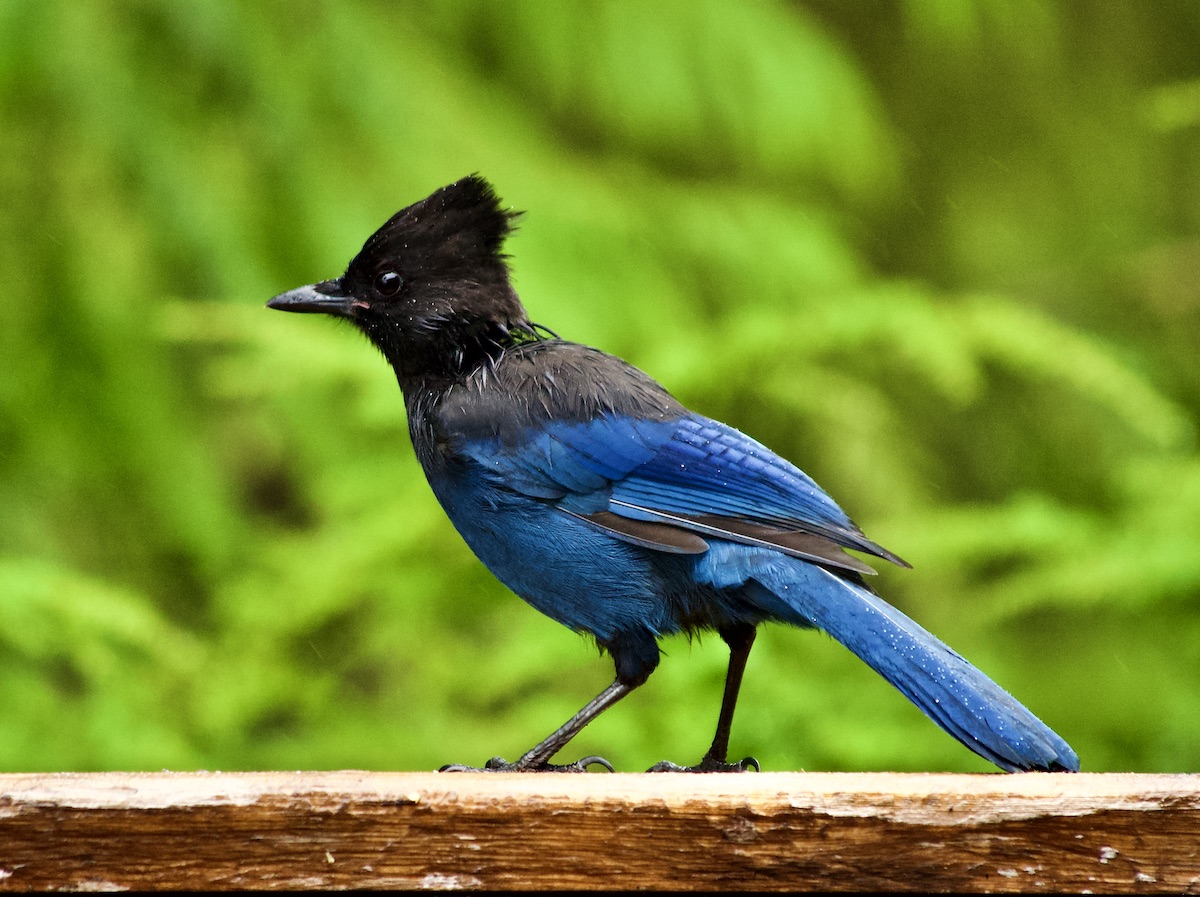 Stellar's jay