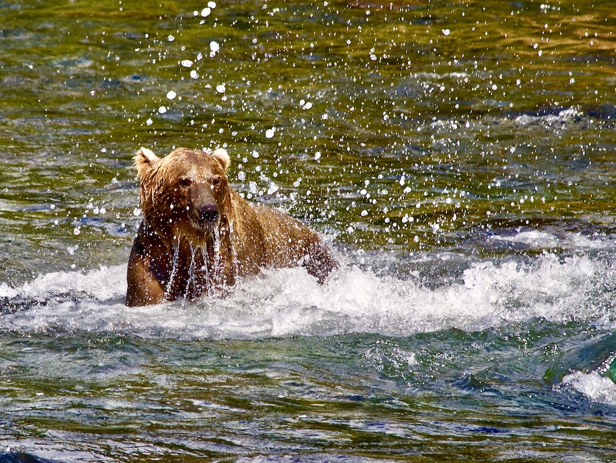 fishing brown bear