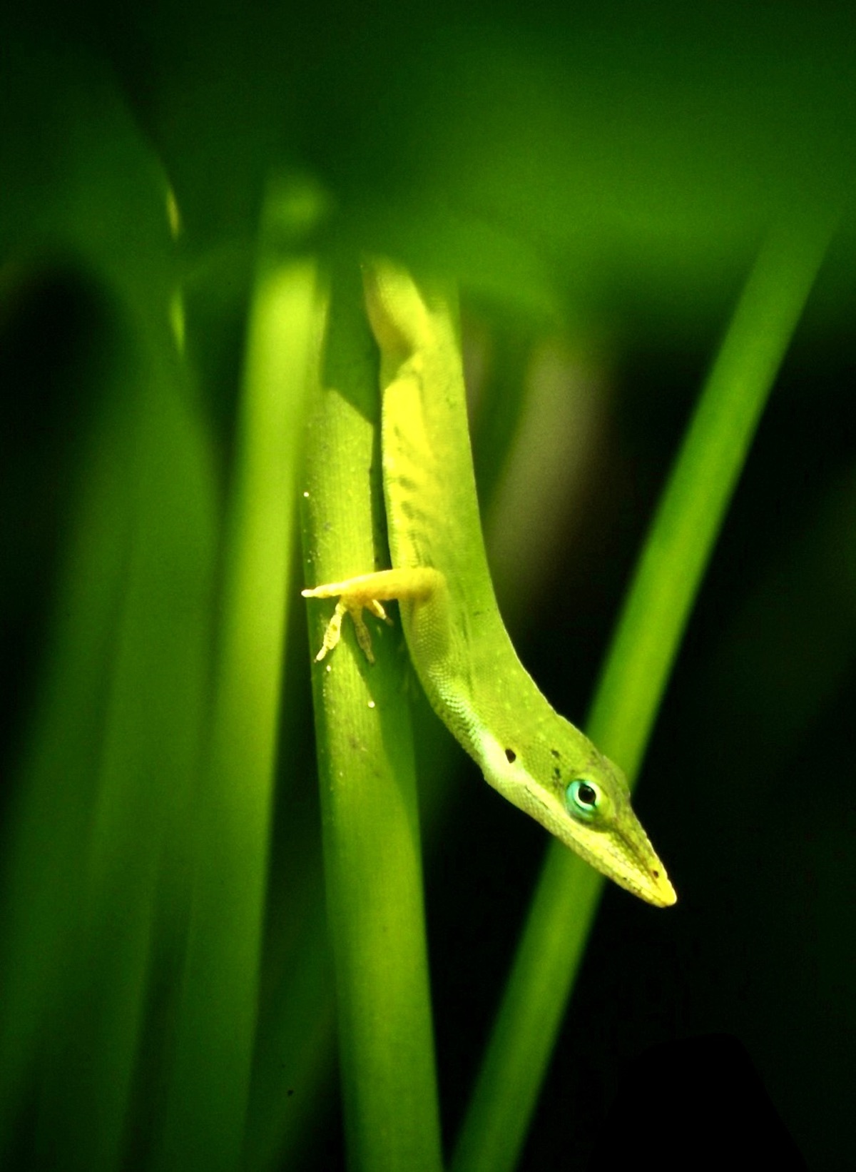 green anole