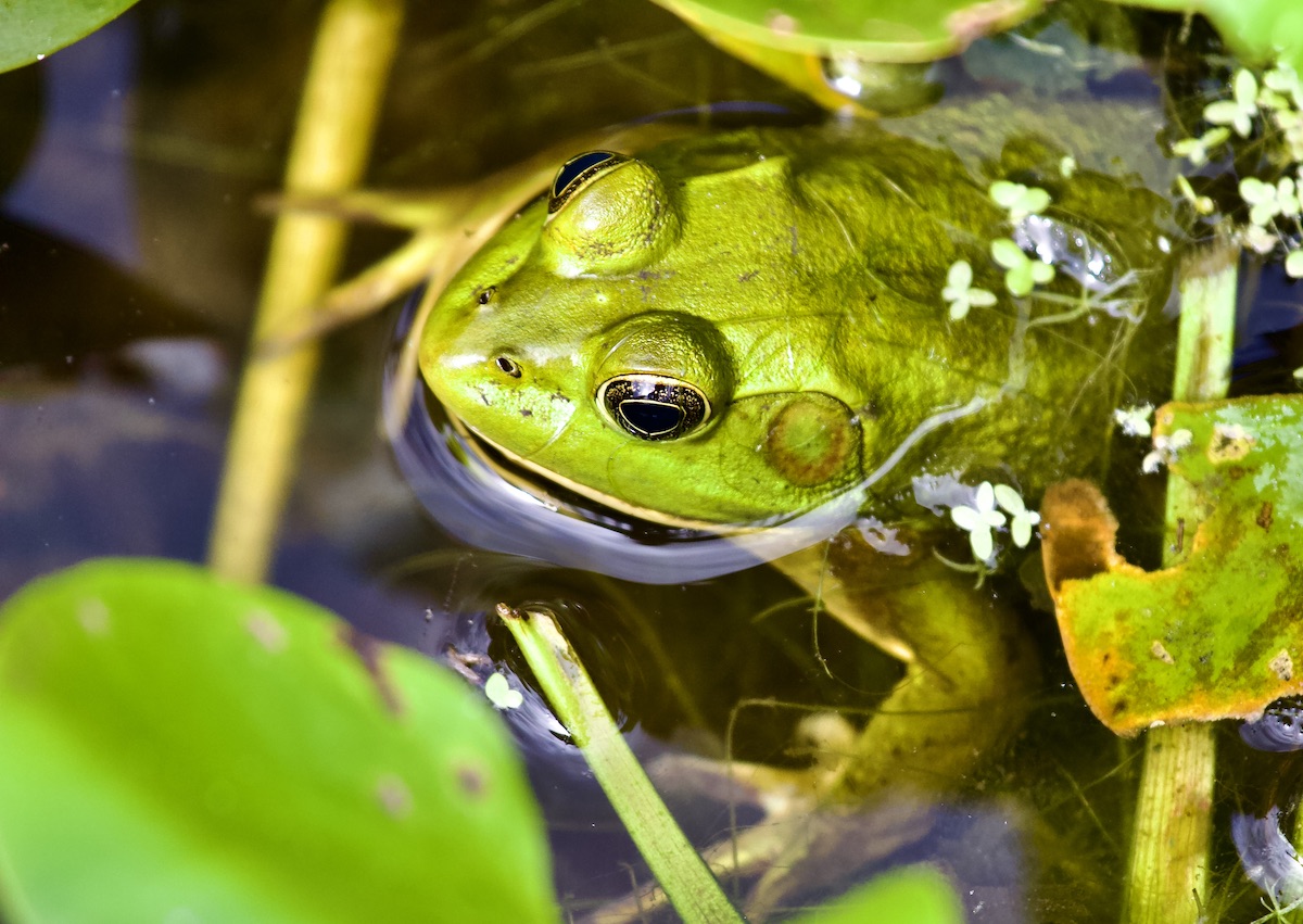 bullfrog