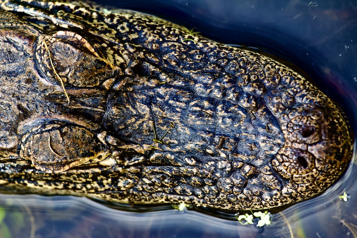 youthful alligator, Orlando Wetlands Park