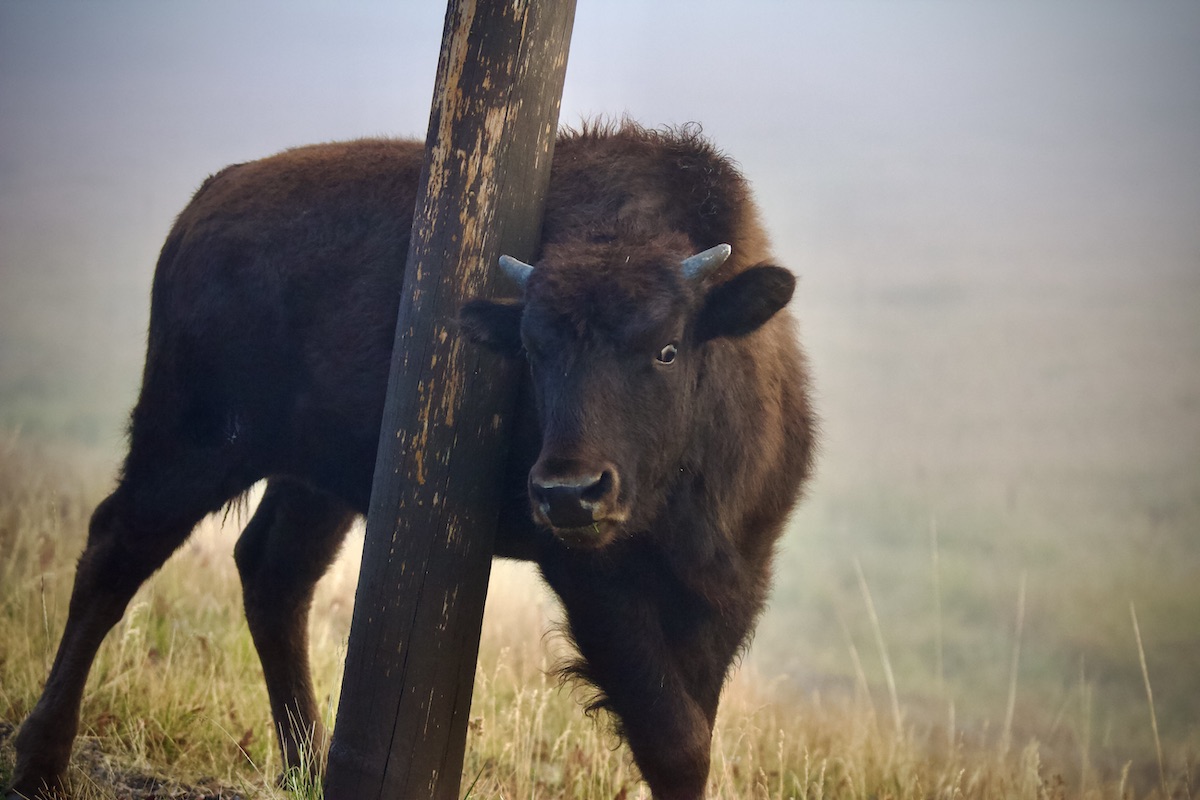 scratching bison 