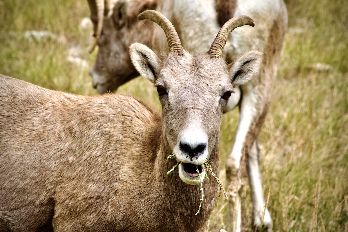 bighorn sheep