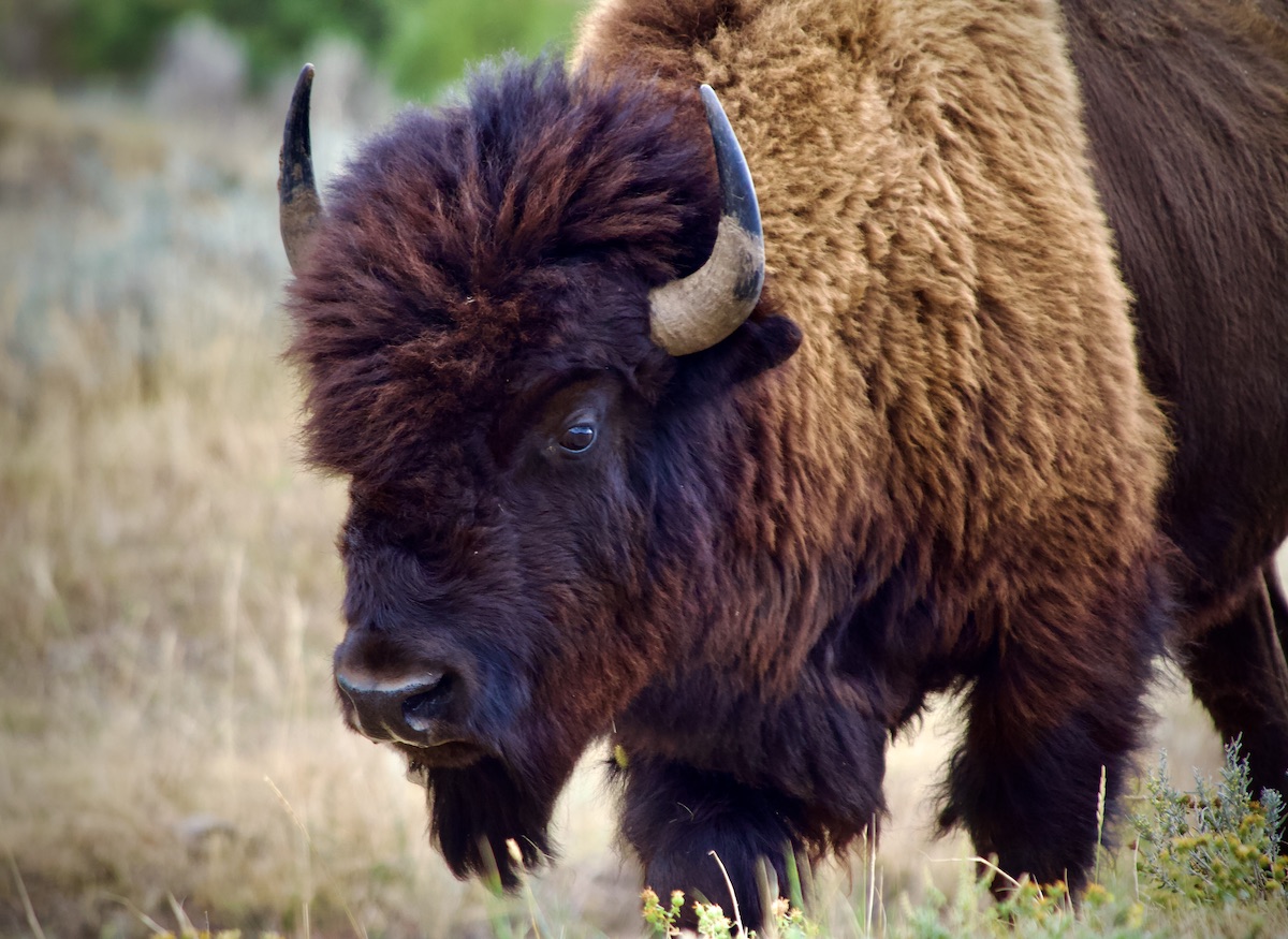 bison, yellowstone