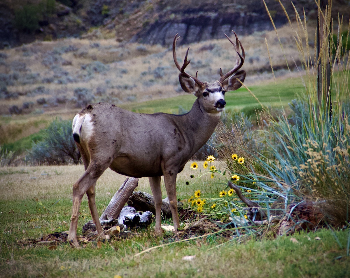 mule deer buck