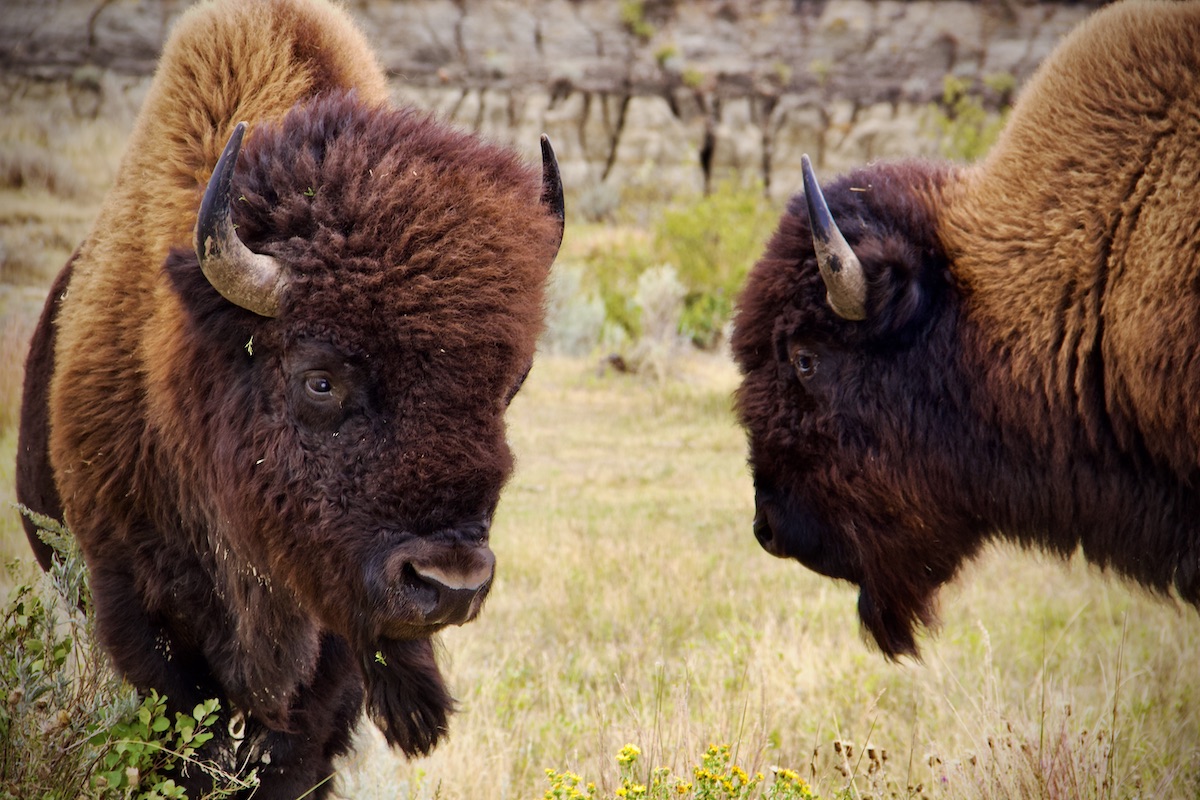 bison, Theodore Roosevelt NP