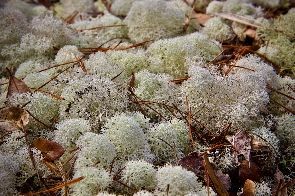 lichens