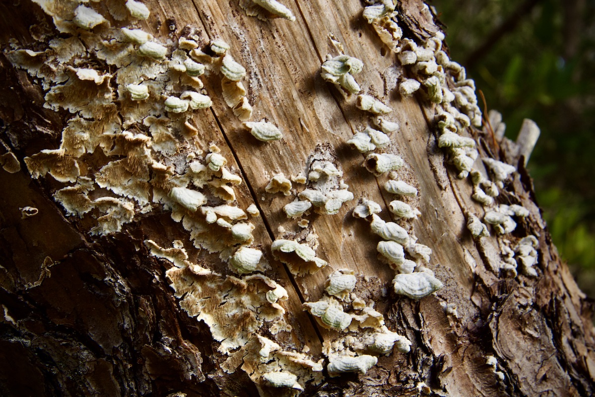 fungus on a dead pine