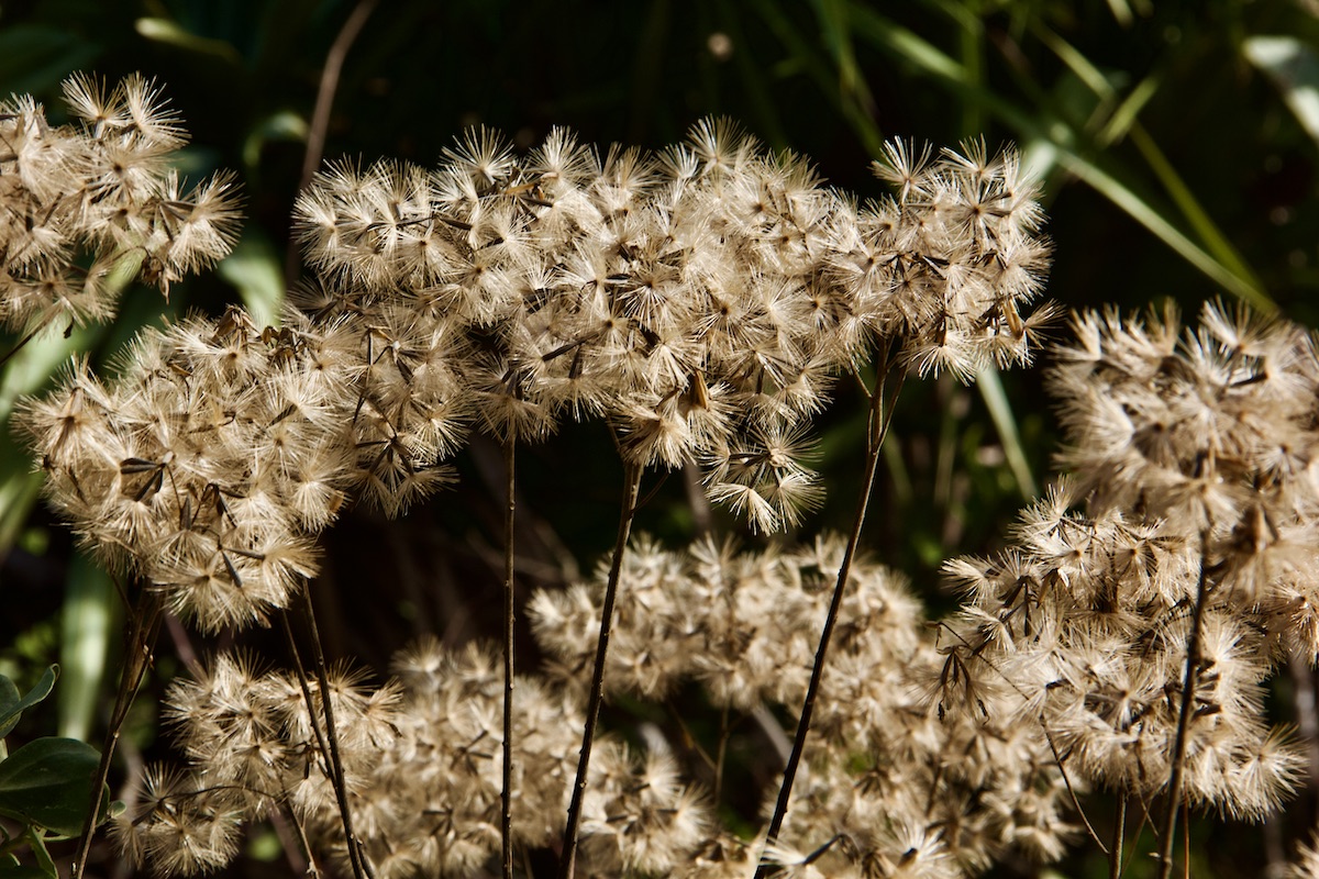 January flowers