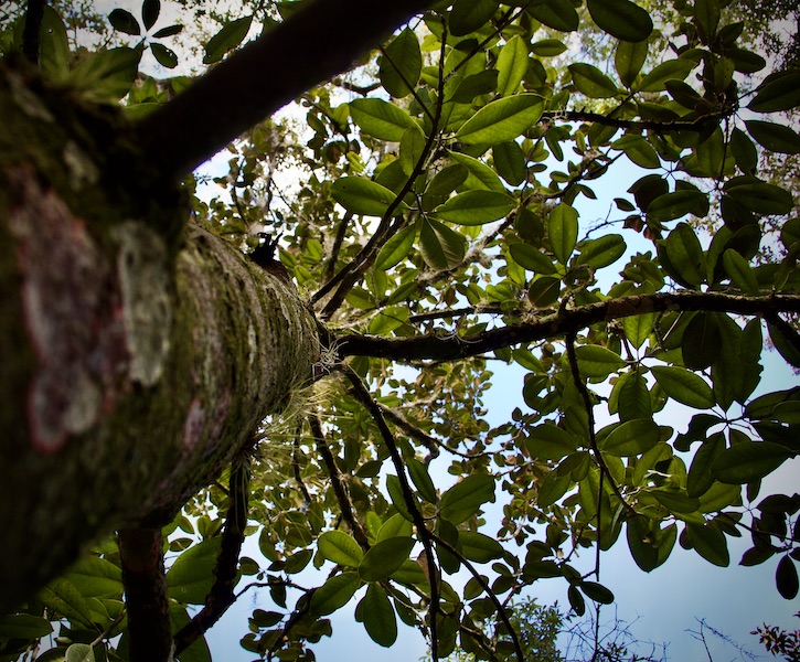 magnolia tree