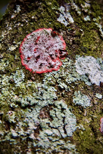 lichens