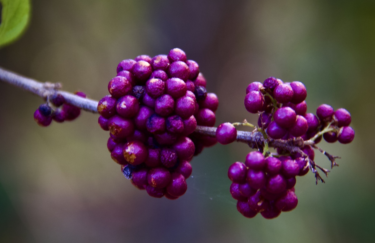 beautyberries