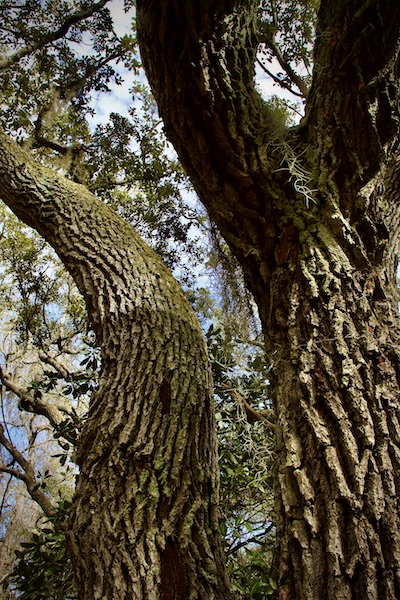 live oak tree