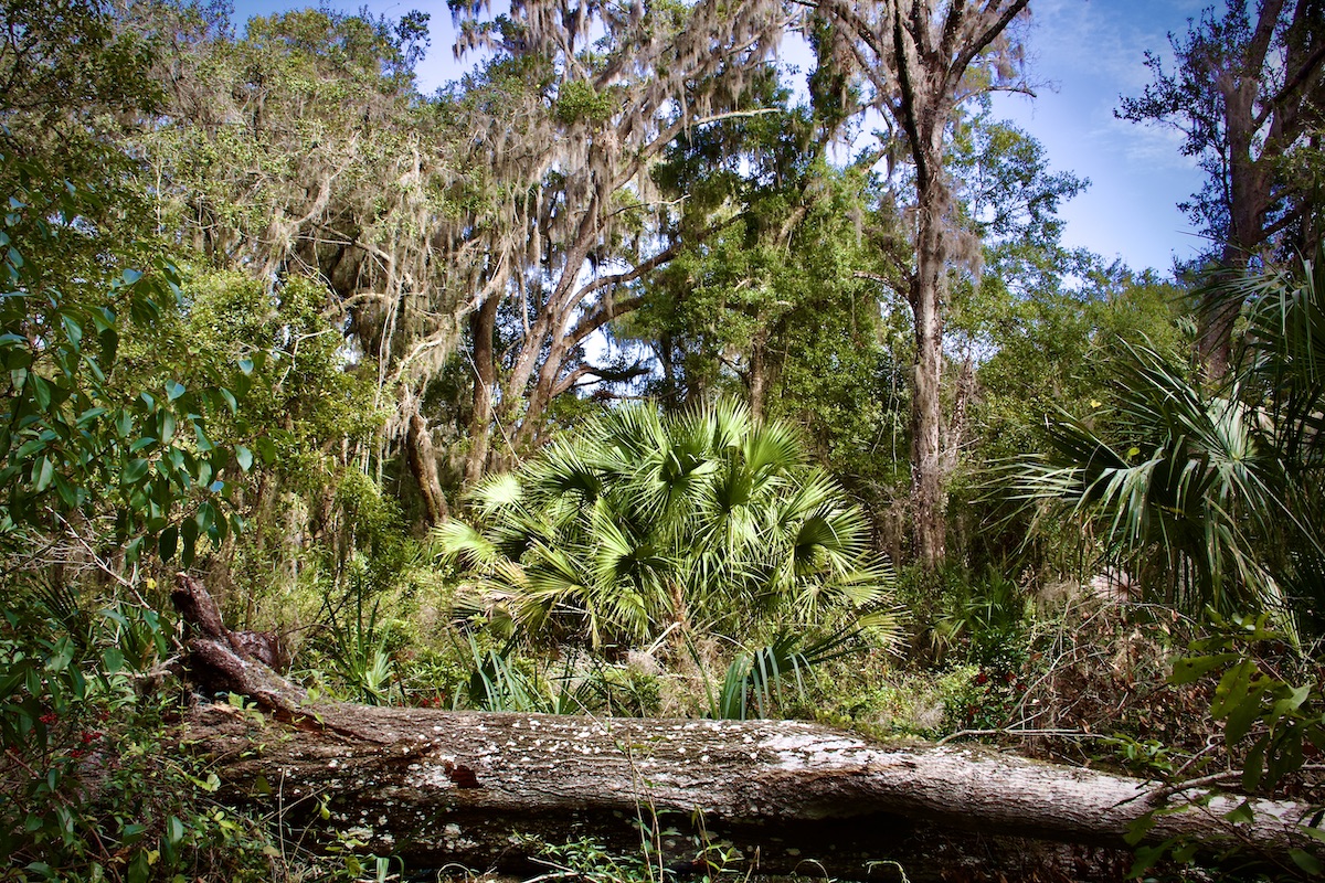 florida trail view