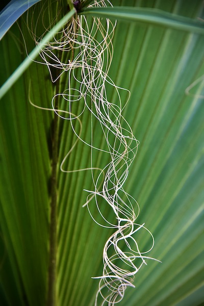 curly palm fibers