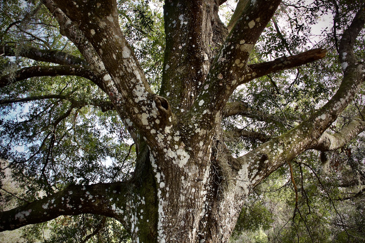 live oak tree