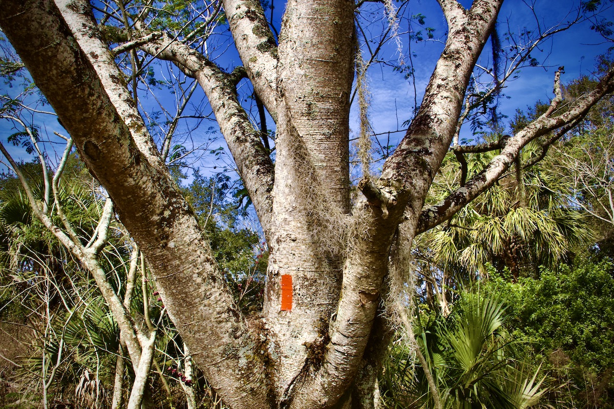 elephant ear tree