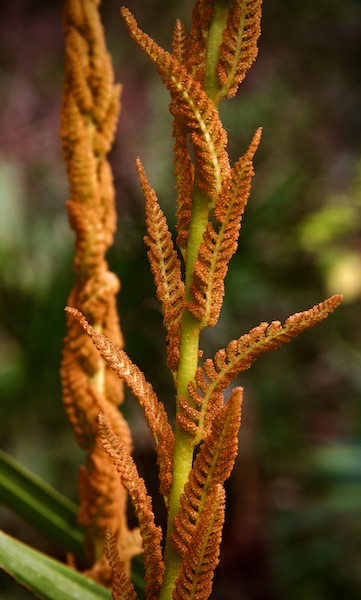 cinnamon fern