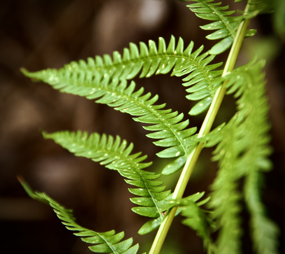 marsh fern