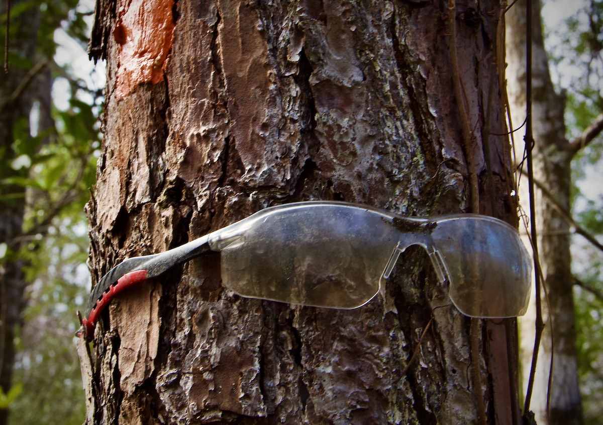 pine tree with protective glasses