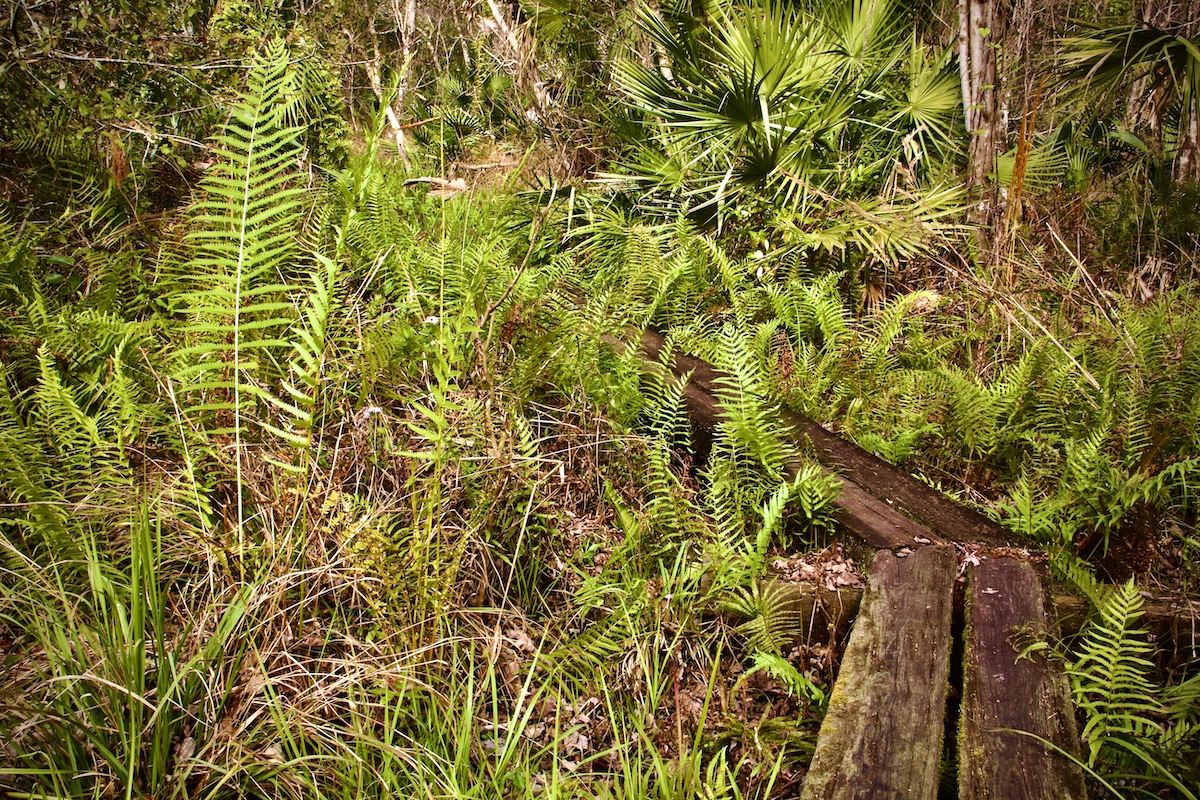 ferns along florida trail