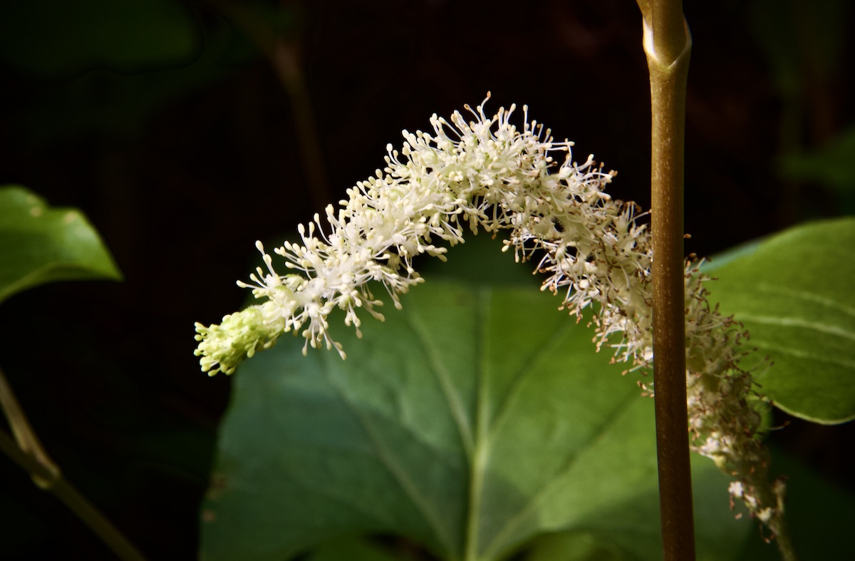 lizard's tail flower