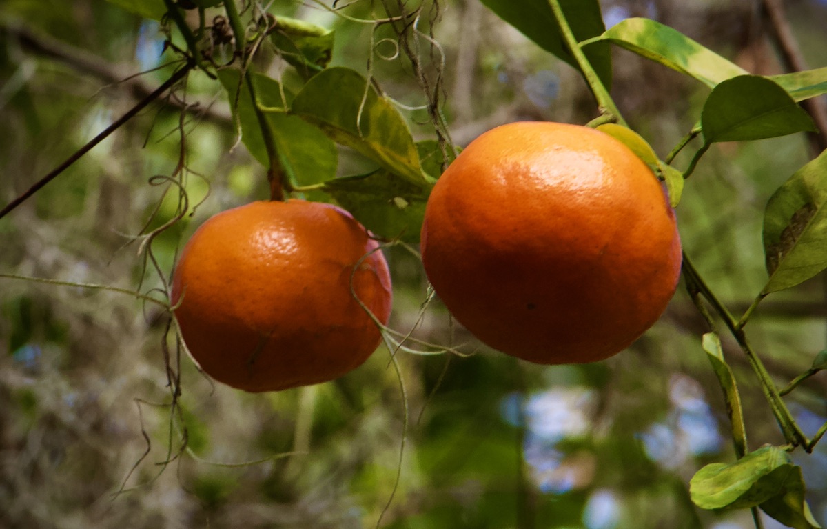 tangerines