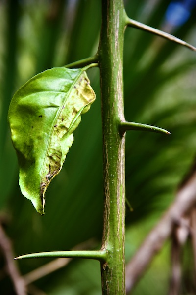 citrus stem