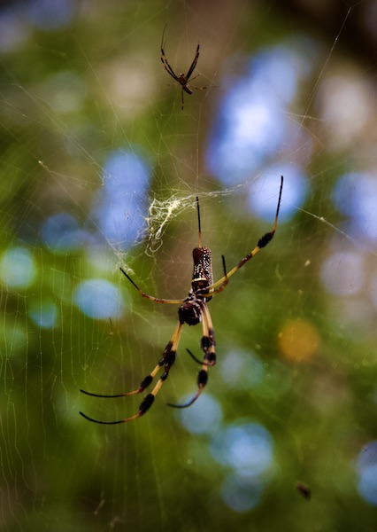 golden orb-weaver spider