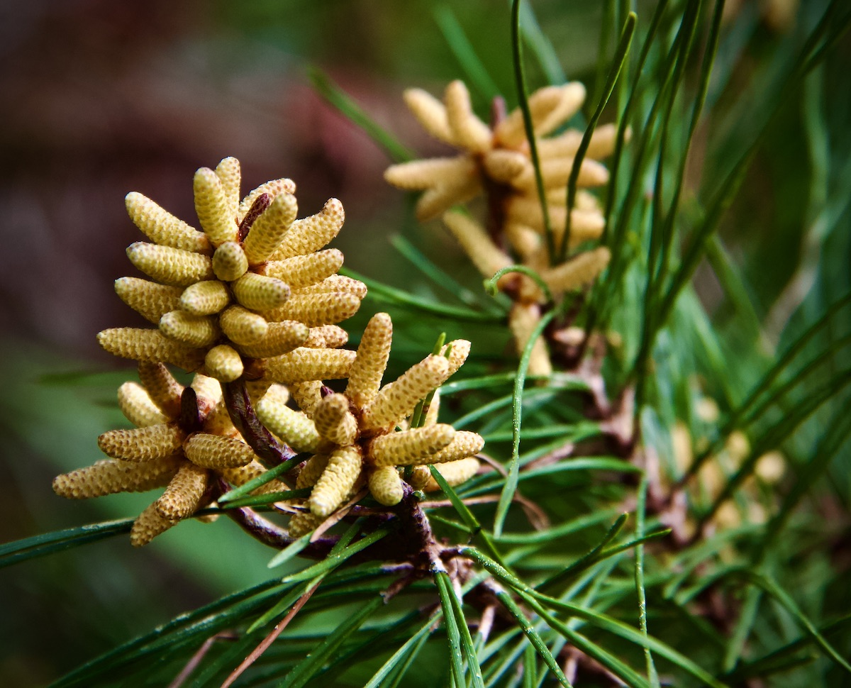 pollen cones, sand pine