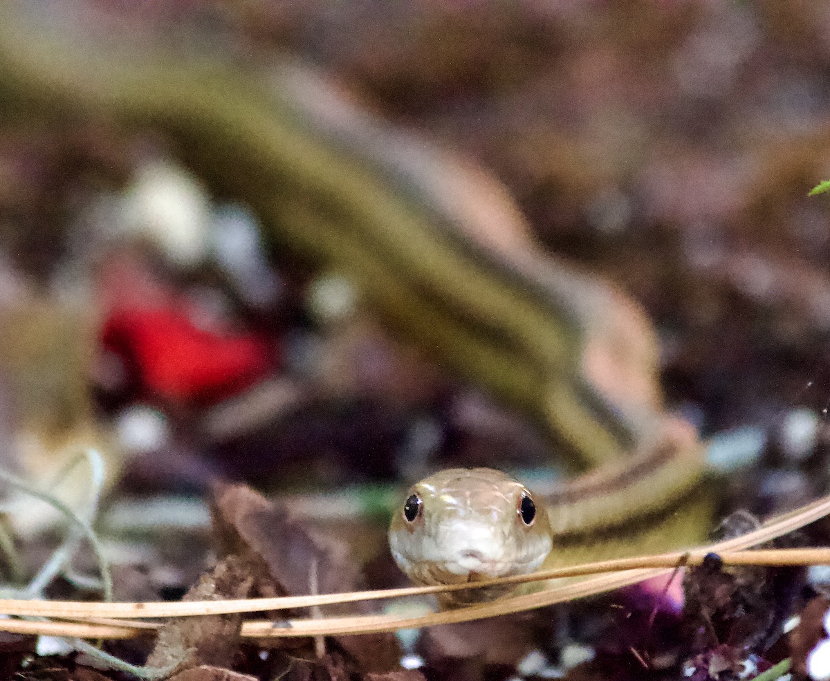 eastern ratsnake