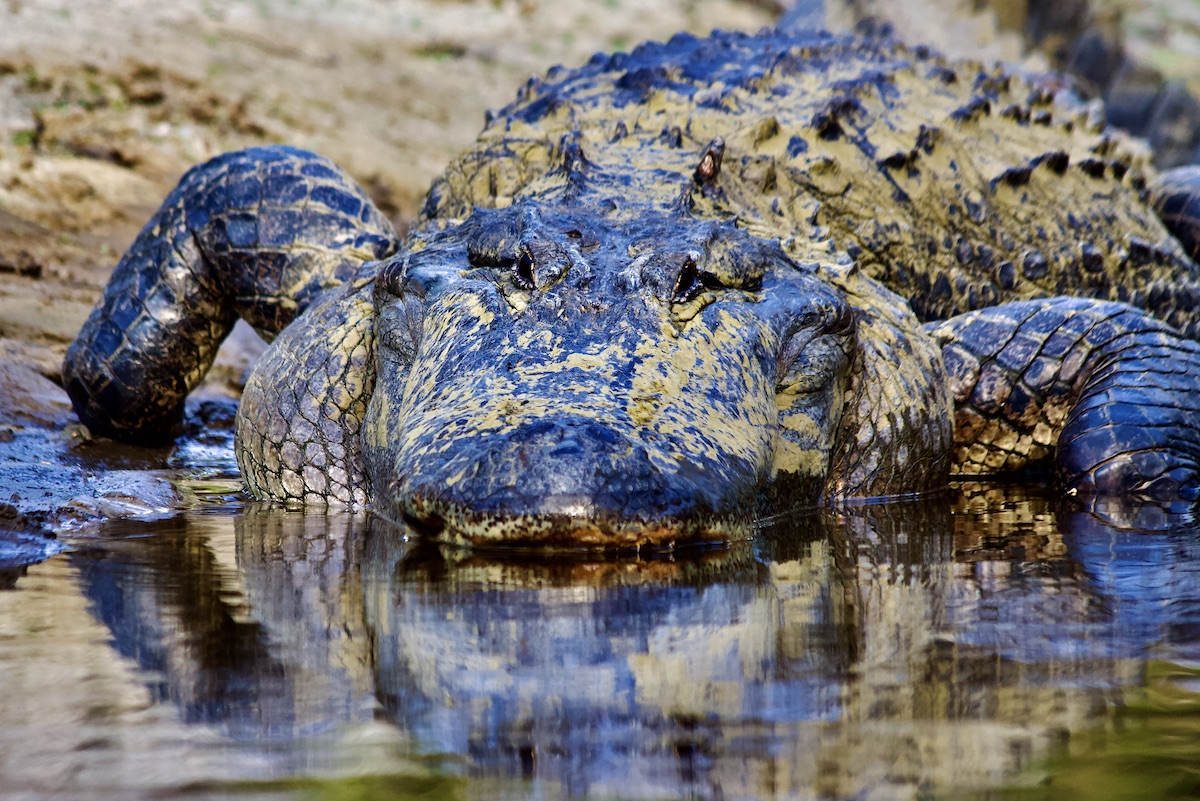 mature alligator, Econlockhatchee River