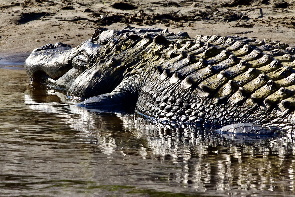 mature alligator, Econlockhatchee River