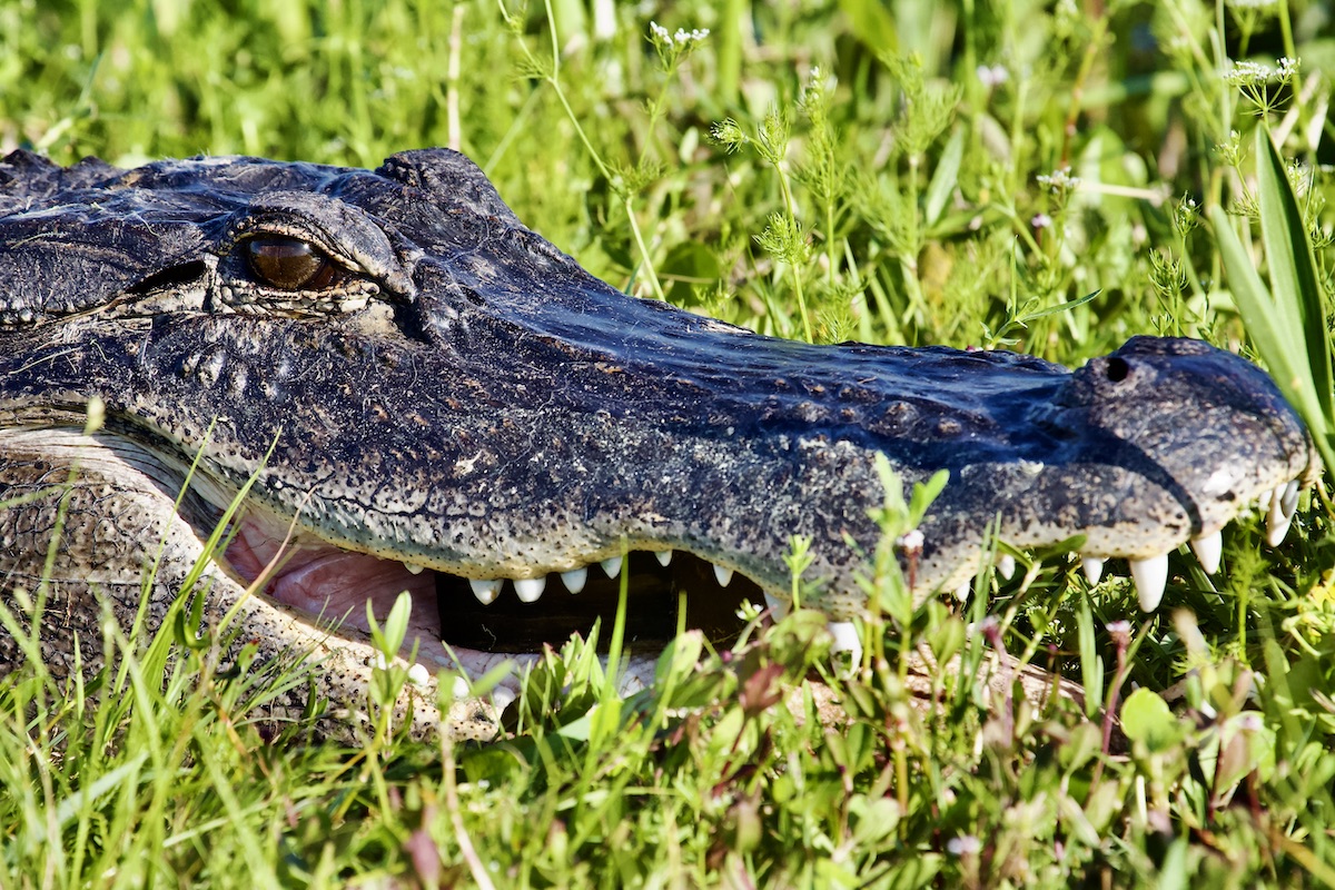 alligator, Orlando Wetlands Park