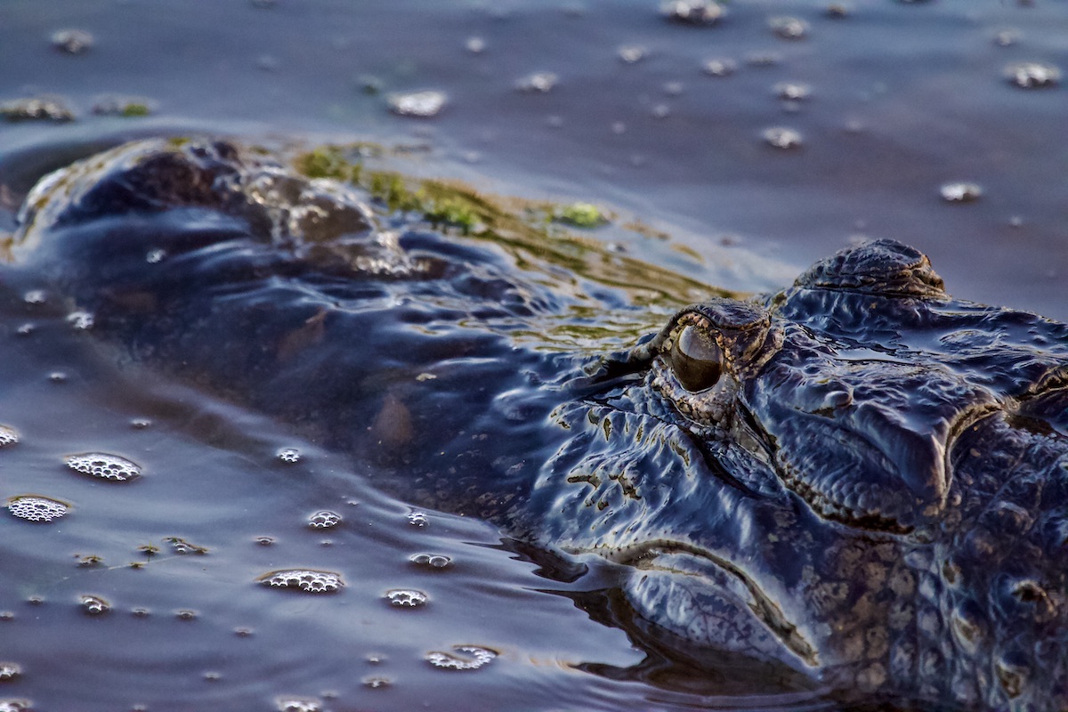 alligator, orlando wetlands park