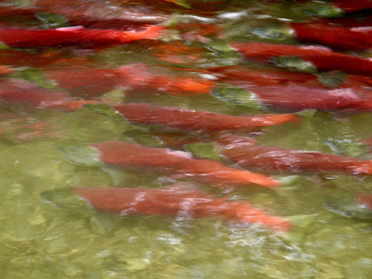 red salmon clog a stream