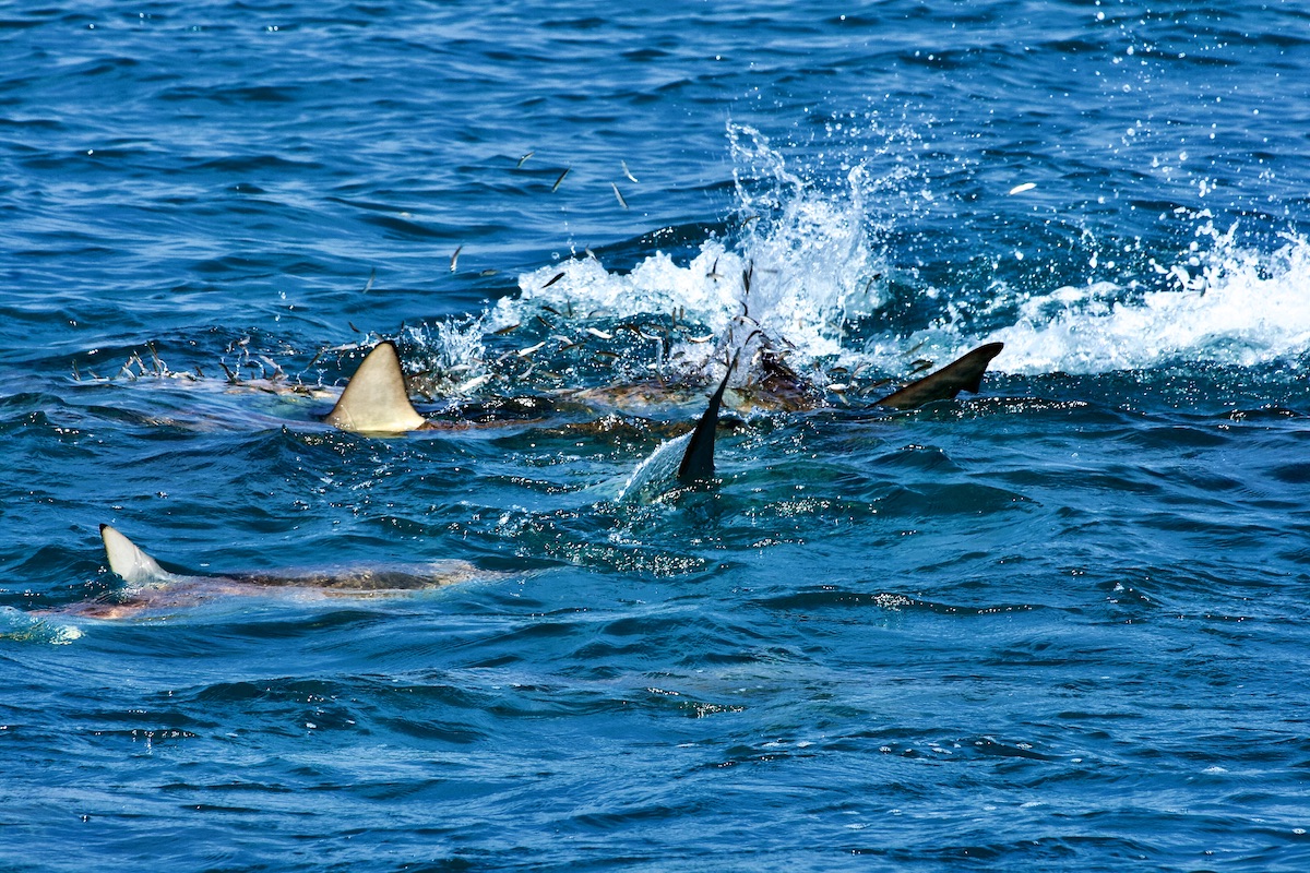 feeding blacktip sharks