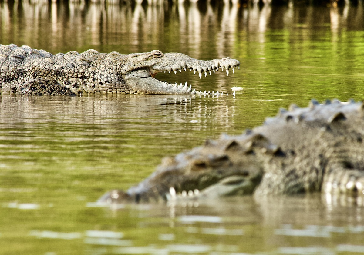 two american crocodiles