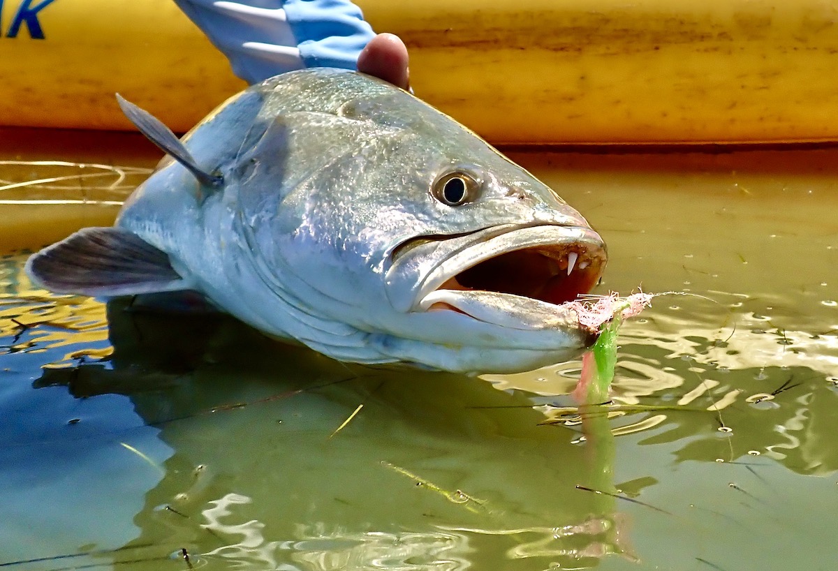 large spotted seatrout