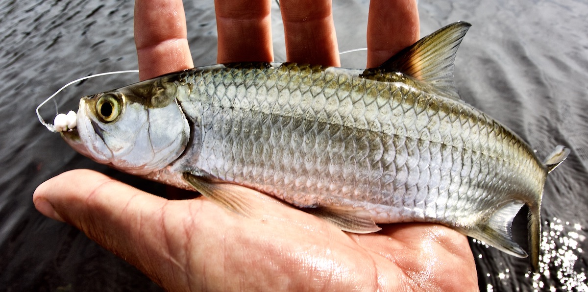 baby tarpon in hand