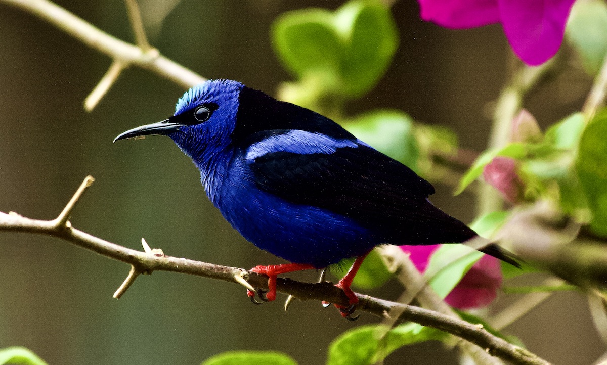 honeycreeper male