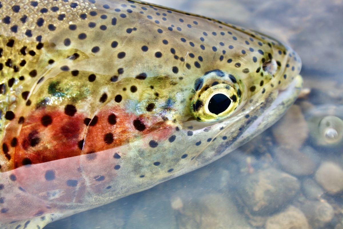 closeup of rainbow trout head