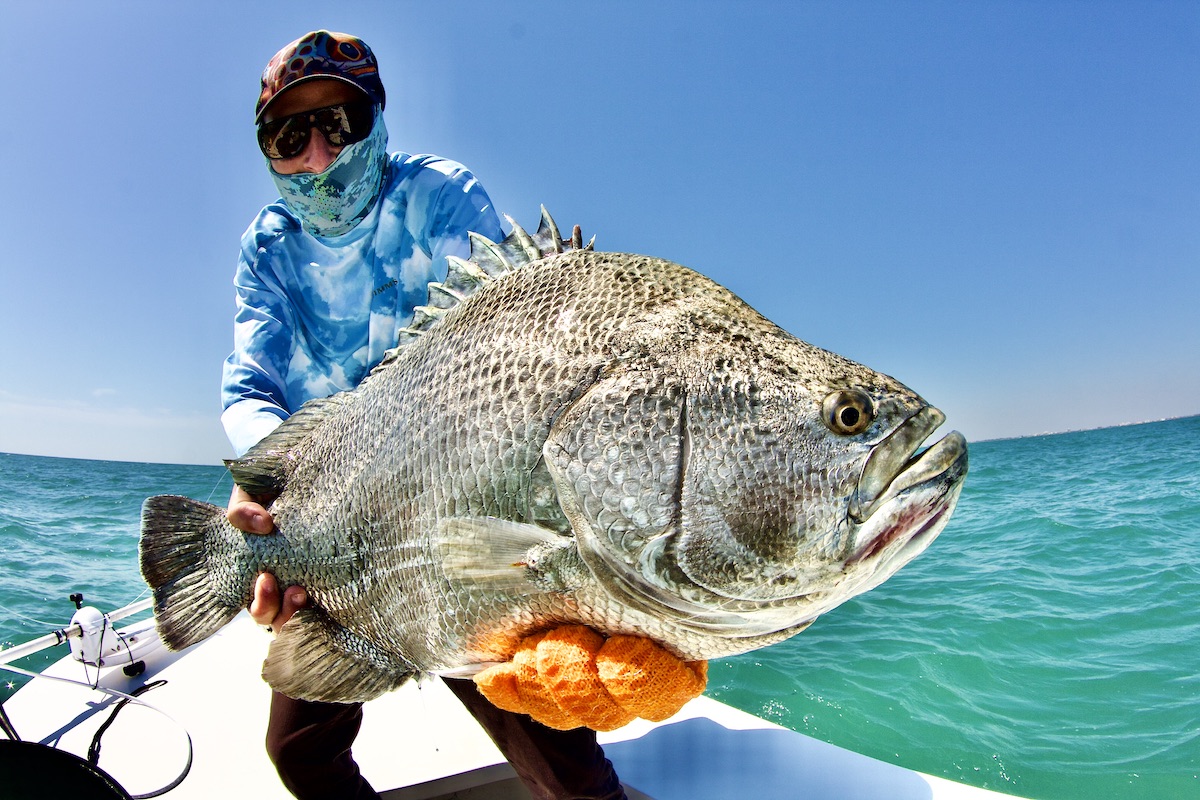 tripletail