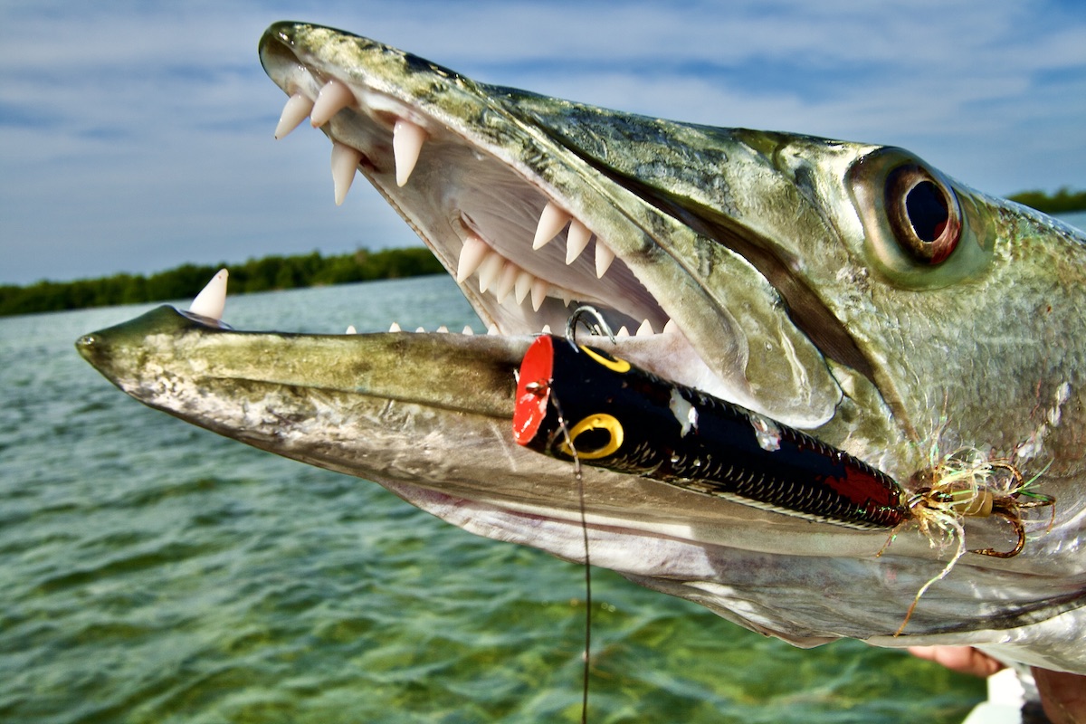 large barracuda with fishing lure