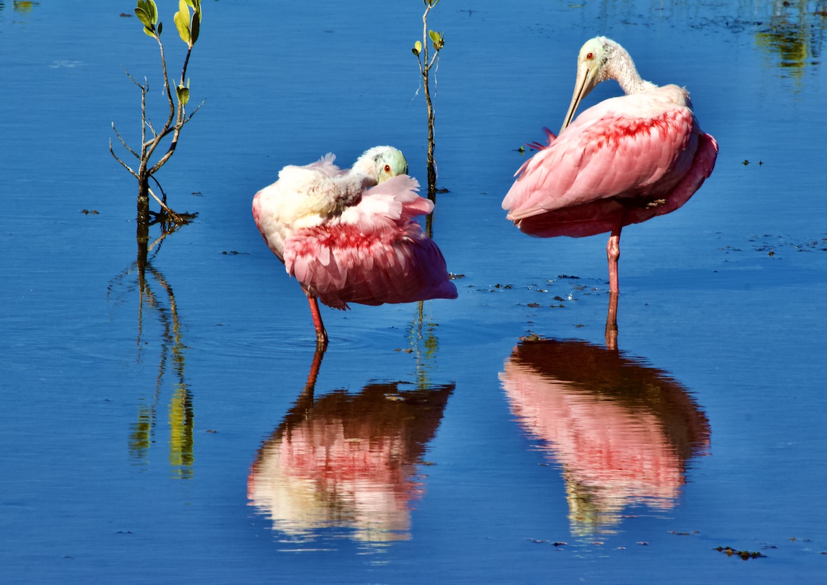 two roseate spoonbills preening in a marsh