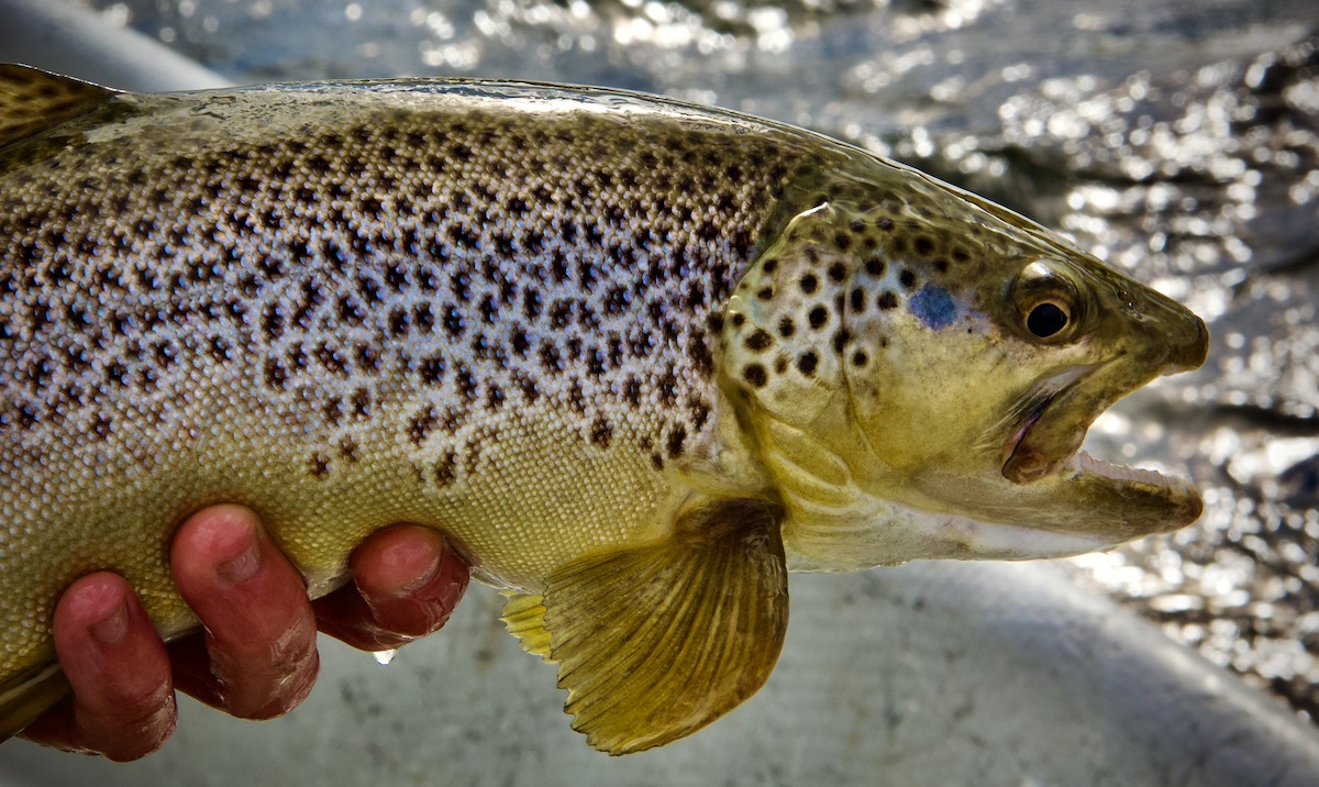 brown trout