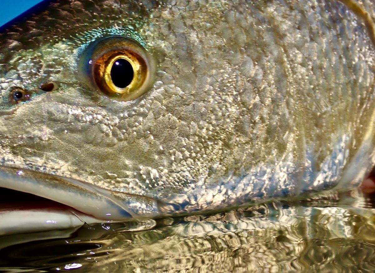 redfish, very close up